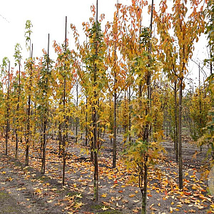 Liquidambar styraciflua 10-12 HO draadkluit geveerd