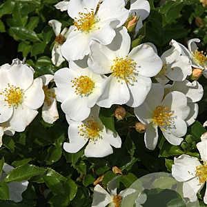 Rosa (H) Rugby GM C1.5 eigen wortel