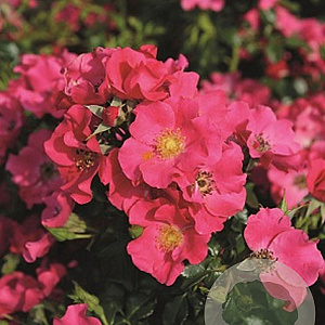 Rosa (H) Stadt Rom A kwaliteit C1.5 eigen wortel