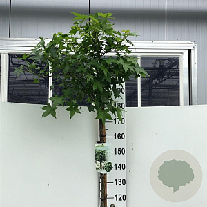 Liquidambar s. 'Gum Ball' 180 cm stam 10L