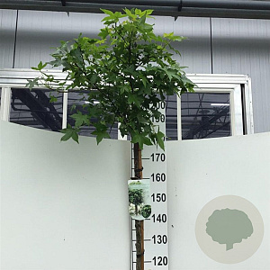 Liquidambar s. 'Gum Ball' 180 cm stam 10L