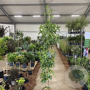 Liquidambar s. 'SlenderSilhouette' 175-200 cm 10L met stok geveerd