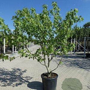 Liquidambar s. 'Worplesdon' 300-350 cm container meerstammig
