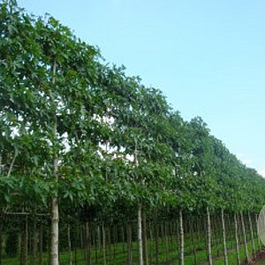 Liquidambar s. 'Worplesdon' 14-16 HO draadkluit lei 180x150 200 cm stam