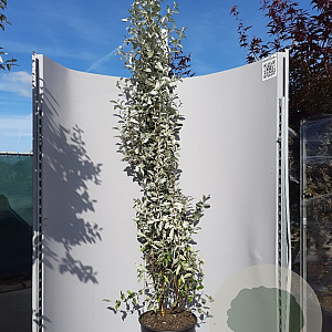 Elaeagnus 'Quicksilver' 175-200 cm 20L