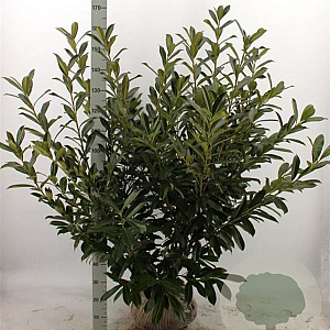 Prunus l. 'Caucasica' 100-125 cm met kluit