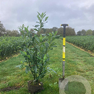 Prunus l. 'Caucasica' 100-125 cm met kluit