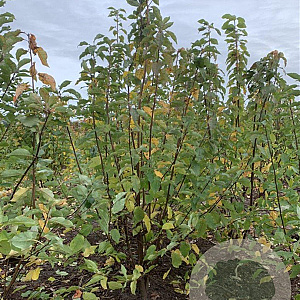 Prunus padus 200-250 cm met kluit solitair