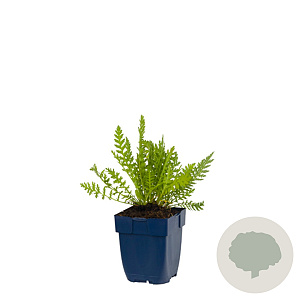 Achillea fil. 'Cloth of Gold' GM  P11