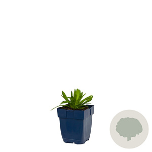 Armeria ps. 'Ballerina Red' GM  P11