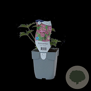 Astrantia maj. 'Claret' GM  P11