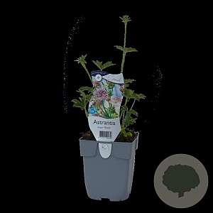 Astrantia maj. 'Roma' GM  P11