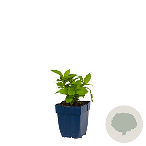 Campanula lact. 'Loddon Anna' GM  P11