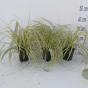 Carex oshim. 'Evergold' GM P9