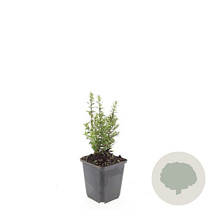 Lonicera nit. 'Elegant' GM P9