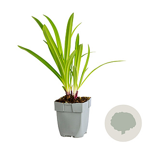 Agapanthus 'African Queen' GM  P11