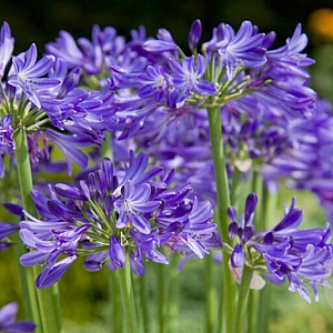 Agapanthus Carbonella GM  P11