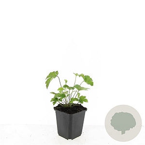 Anemone tom. 'Robustissima' GM P9