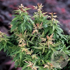 Acer palmatum 'Kotohime' 60-80 cm 50L