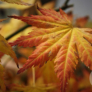 Acer palmatum 'Mirte' 200-250 cm cont. 110L