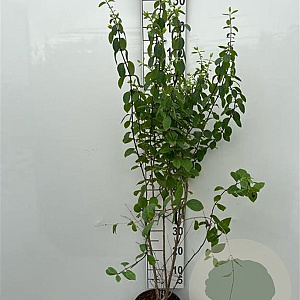 Lonicera xyl. 'Clavey's Dwarf' 125-150 cm 5,0L