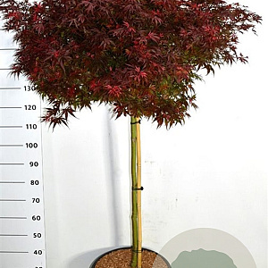 Acer palmatum 'Shaina' 60 cm stam 20L