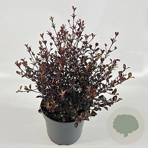 Lophomyrtus ralphii 'Purpurea' 25-30 cm 2,0L