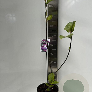 Magnolia Black Tulip 80-90 cm 5,0L