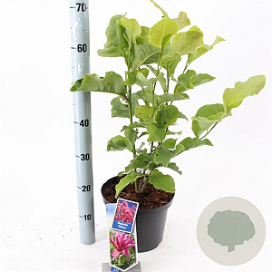 Magnolia 'Galaxy' 50-60 cm 5,0L