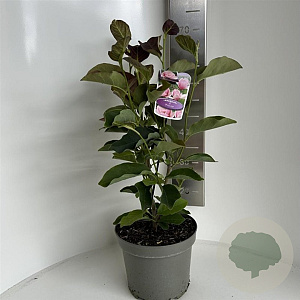 Magnolia 'Pink Ice' 60-80 cm 5,0L