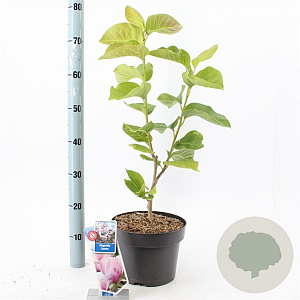 Magnolia soul. 'Cameo' 60-80 cm 5,0L