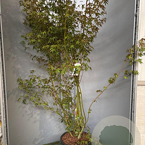 Acer palmatum 125-150 cm 20L