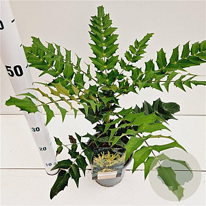 Mahonia media 'Charity' 30-40 cm 2,5L