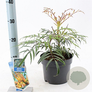 Mahonia Volcano 30-40 cm 2,0L