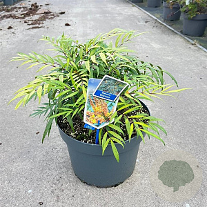 Mahonia Volcano 60-80 cm 10L