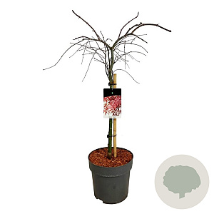Acer pal. 'Garnet' 60 cm stam 15L
