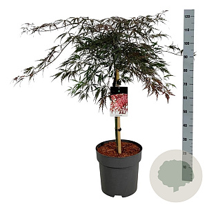 Acer pal. 'Garnet' 60 cm stam 15L