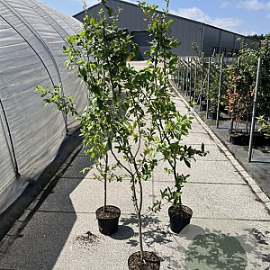 Mespilus germanica 150-175 cm 5,0L