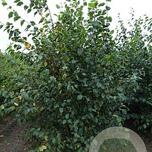 Betula papyrifera 400-450 cm draadkluit meerstammig