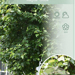 Betula p. Magical Globe 150 cm stam 10L