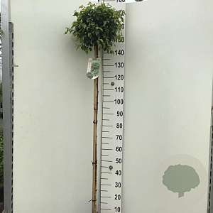 Betula p. Magical Globe 150 cm stam 10L