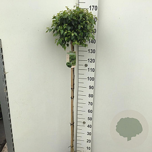 Betula p. Magical Globe 150 cm stam 10L