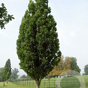 Morus alba 'Fastigiata' 30-35 HO draadkluit 250 cm stam