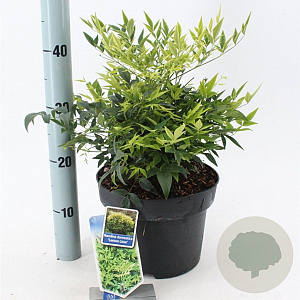 Nandina d. Magical Lemon & Lime 35-40 cm 5,0L