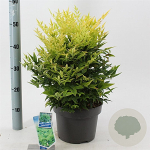 Nandina d. Magical Lemon & Lime 35-40 cm 5,0L