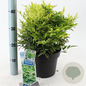 Nandina d. Magical Lemon & Lime 35-40 cm 5,0L