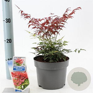 Nandina d. Obsessed 20-25 cm 2,0L