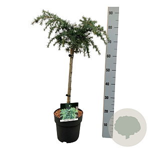 Cedrus deod. 'Feelin' Blue' 40 cm stam 4,5L