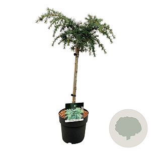 Cedrus deod. 'Feelin' Blue' 40 cm stam 4,5L