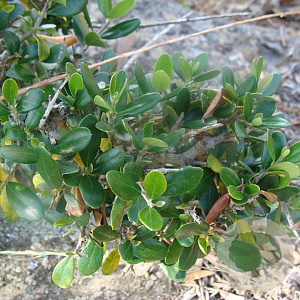 Olea europaea sylvestris GM container solitair bonsai